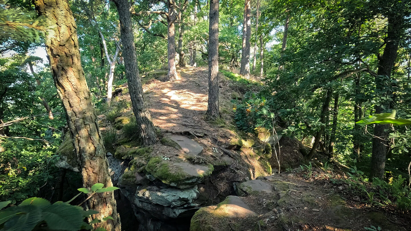 malerischer Wanderpfad auf dem Dimberg im Pfälzerwald Wanderpfad auf dem Dimberg im Pfälzerwald