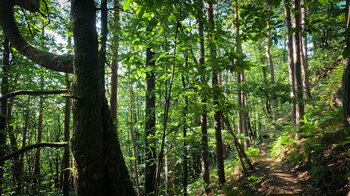 Wanderpfad bei den Isselmannsteinen