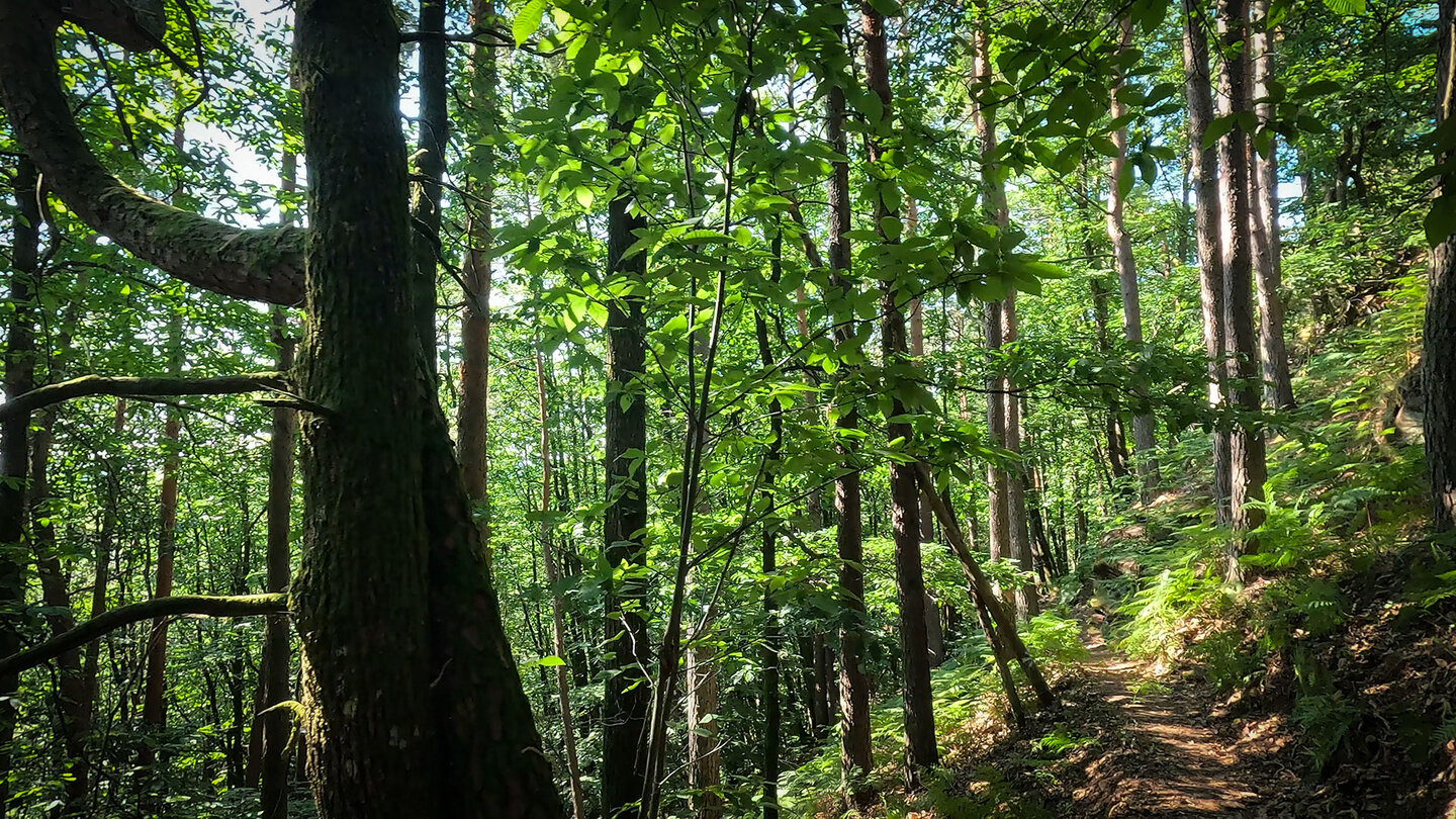 idyllischer Wanderpfad bei den Isselmannsteinen Wanderpfad bei den Isselmannsteinen