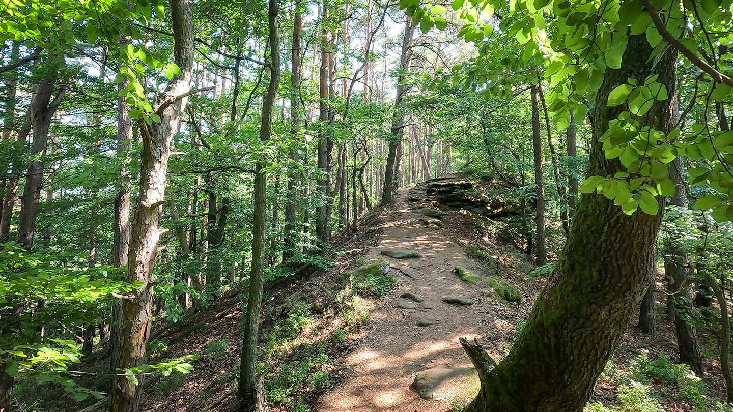 Kammwanderweg auf dem Rötzenberg bei Dimbach Kammwanderweg auf dem Rötzenberg
