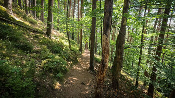 Waldpfad am Dimbacher Buntsandstein Höhenweg