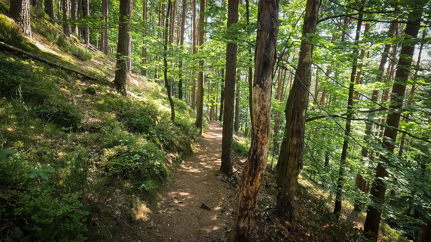 Waldpfad am Dimbacher Buntsandstein Höhenweg Waldpfad am Dimbacher Buntsandstein Höhenweg