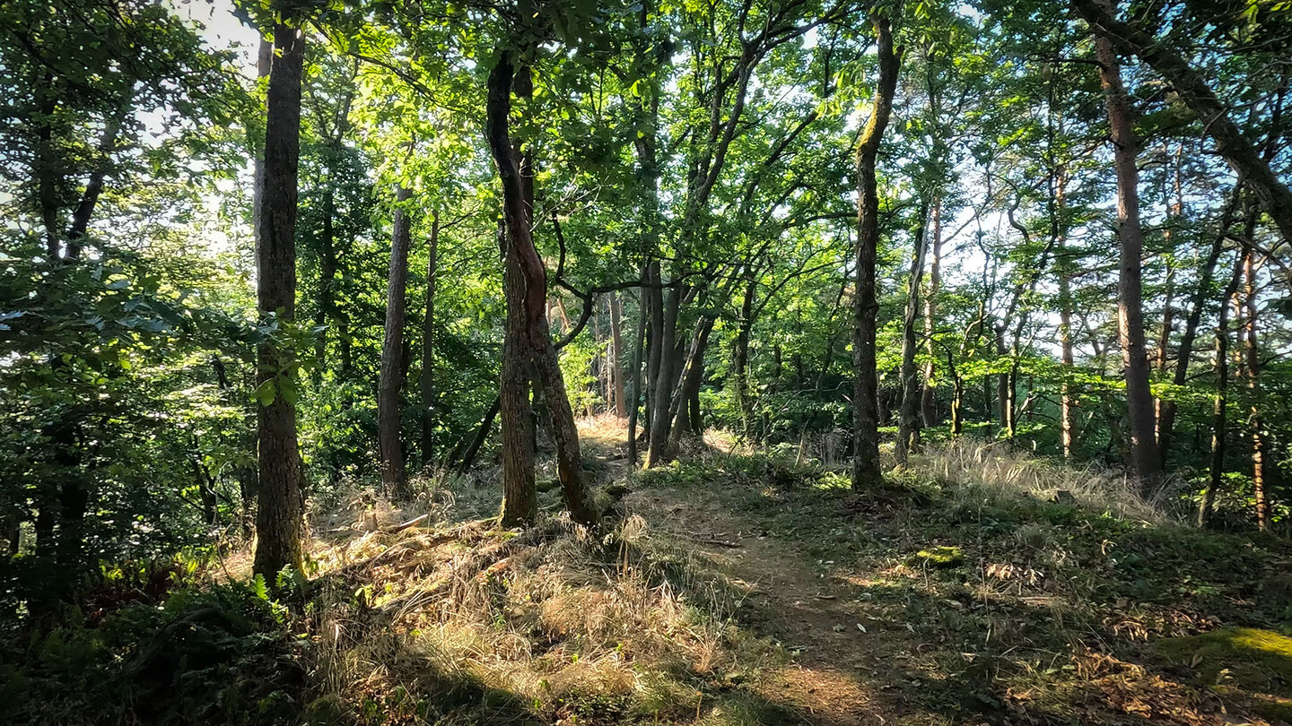 Wanderweg im Pfälzerwald bei Dimbach Wanderweg im Pfälzerwald bei Dimbach