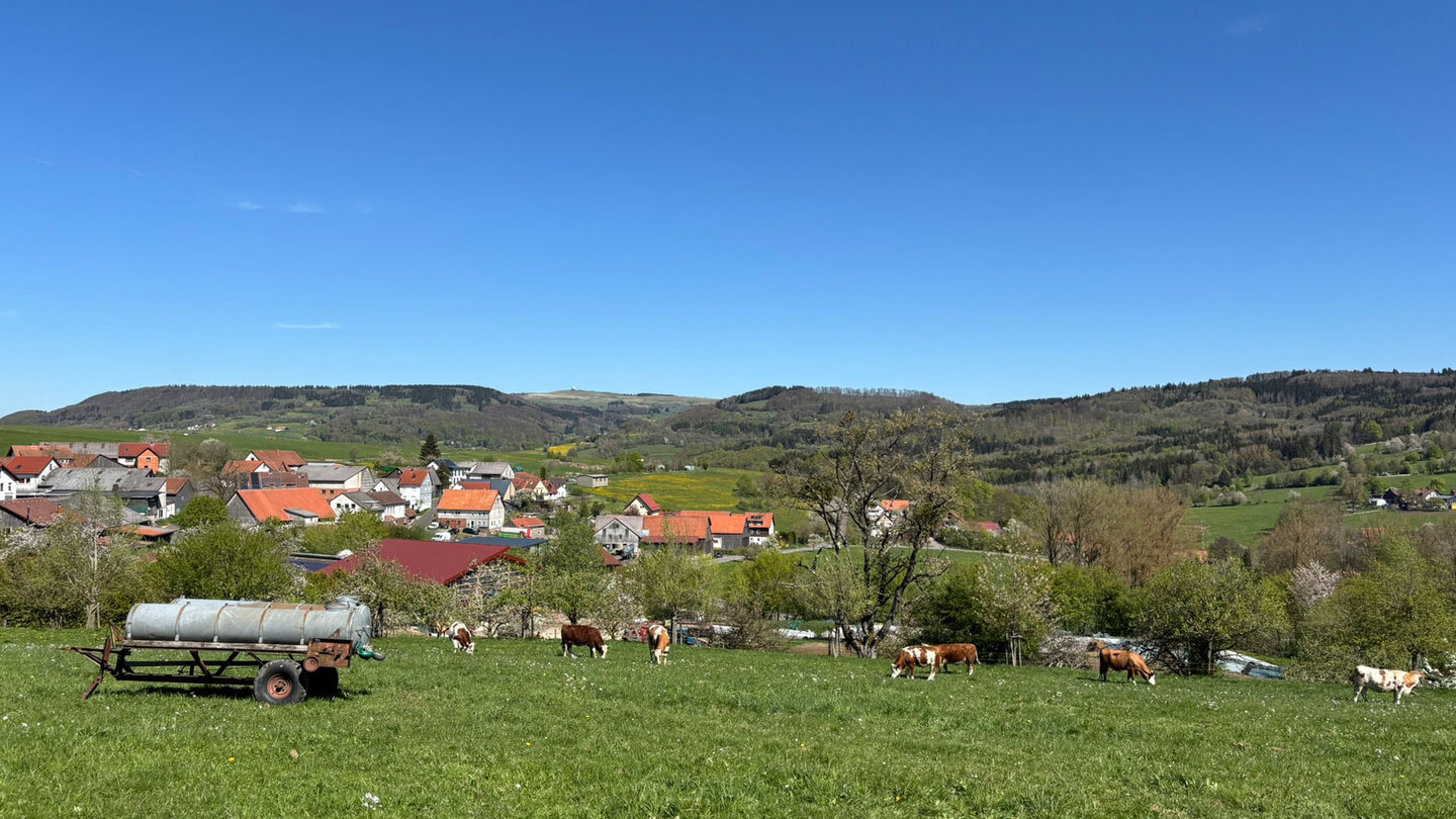 Blick auf eine Kuhweide am Rand des Weges auf der Extratour Gersfeld Kuhweide am Rand des Weges auf der Extratour Gersfeld