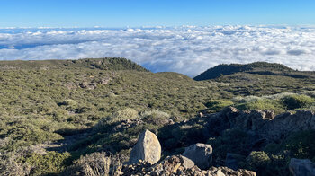 die Hochgebirgsvegetation beim Pico de la Cruz vor dem Wolkenmeer über der Ostküste La Palmas