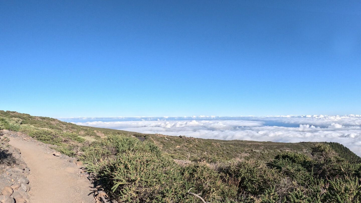 Wanderweg durch Ginsterbuschvegetation über dem Wolkenmeer an der Ostküste