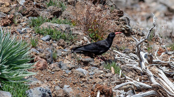 die Graja ist eine nur auf La Palma vorkommende Alpenkrähe