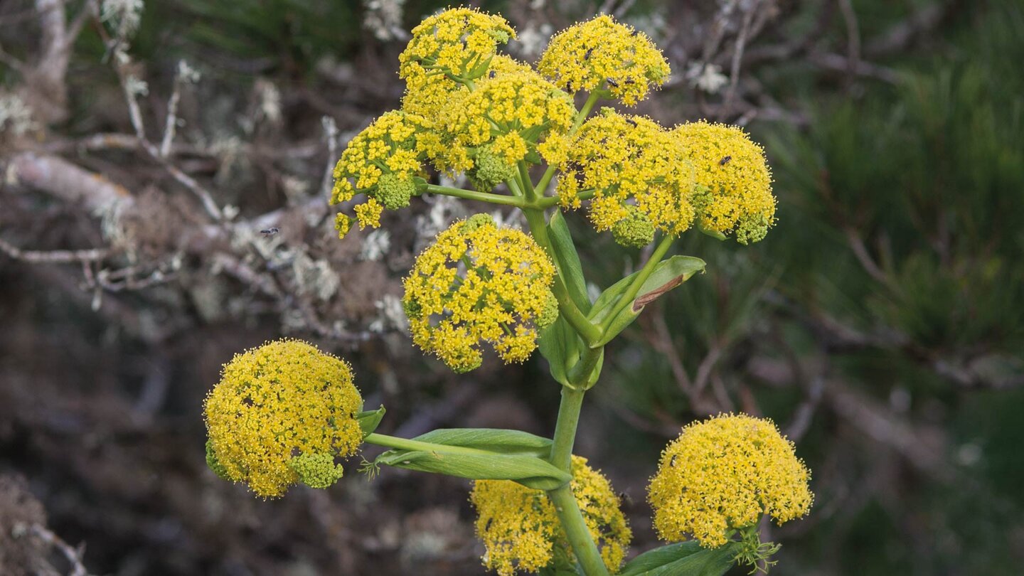 neben kleinwüchsigen Kiefern und Palmen findet man am Mirador de Bosquecillo das endemische Lanzarote Rutenkraut