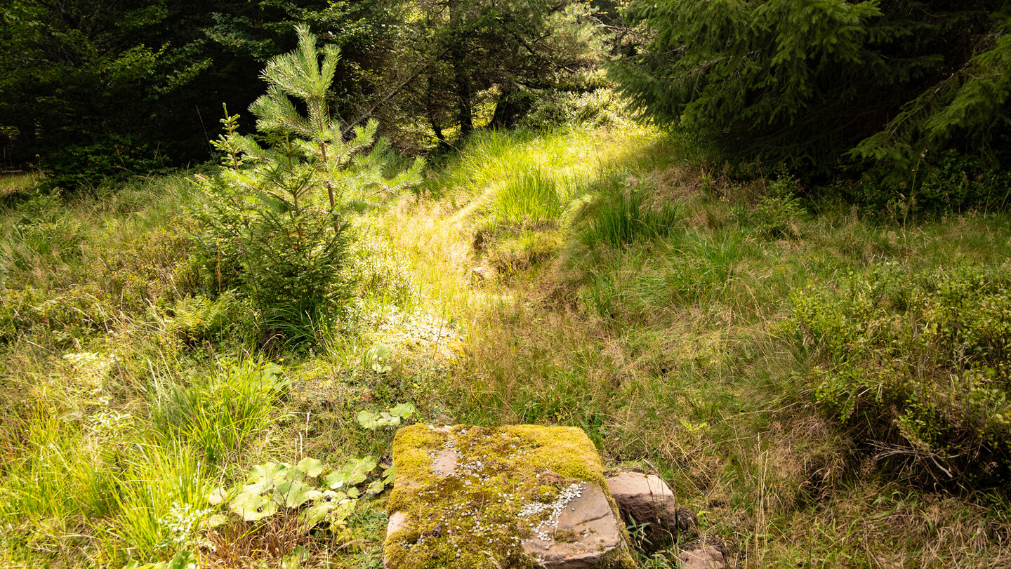 trockener Bachlauf im Dürreychtal
