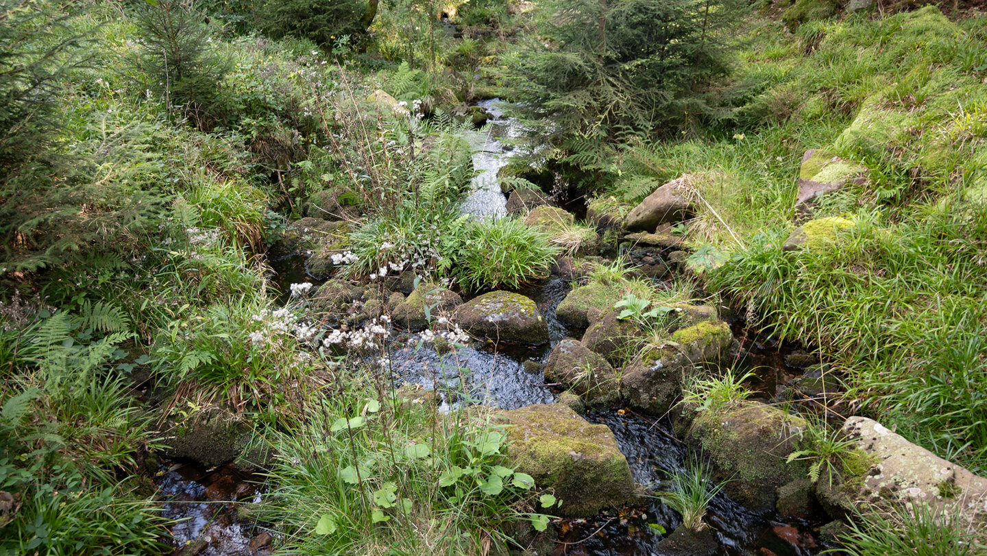 Bachlauf der Dürreych