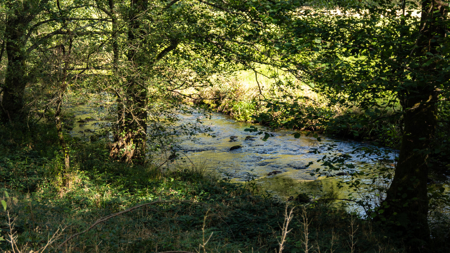 die Eyach an der Großen Wiese