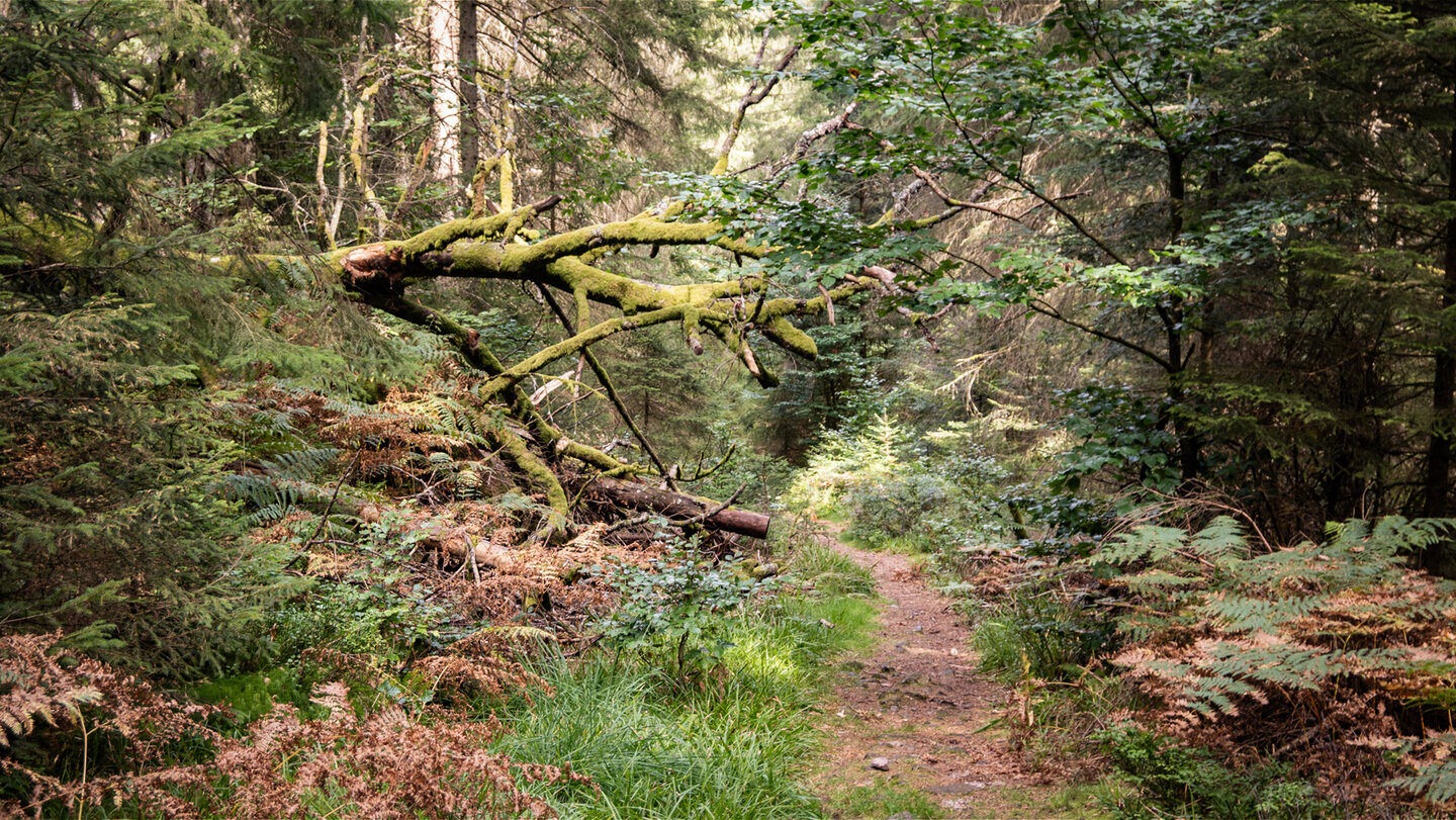 Wälder am Carl-Postweiler-Weg