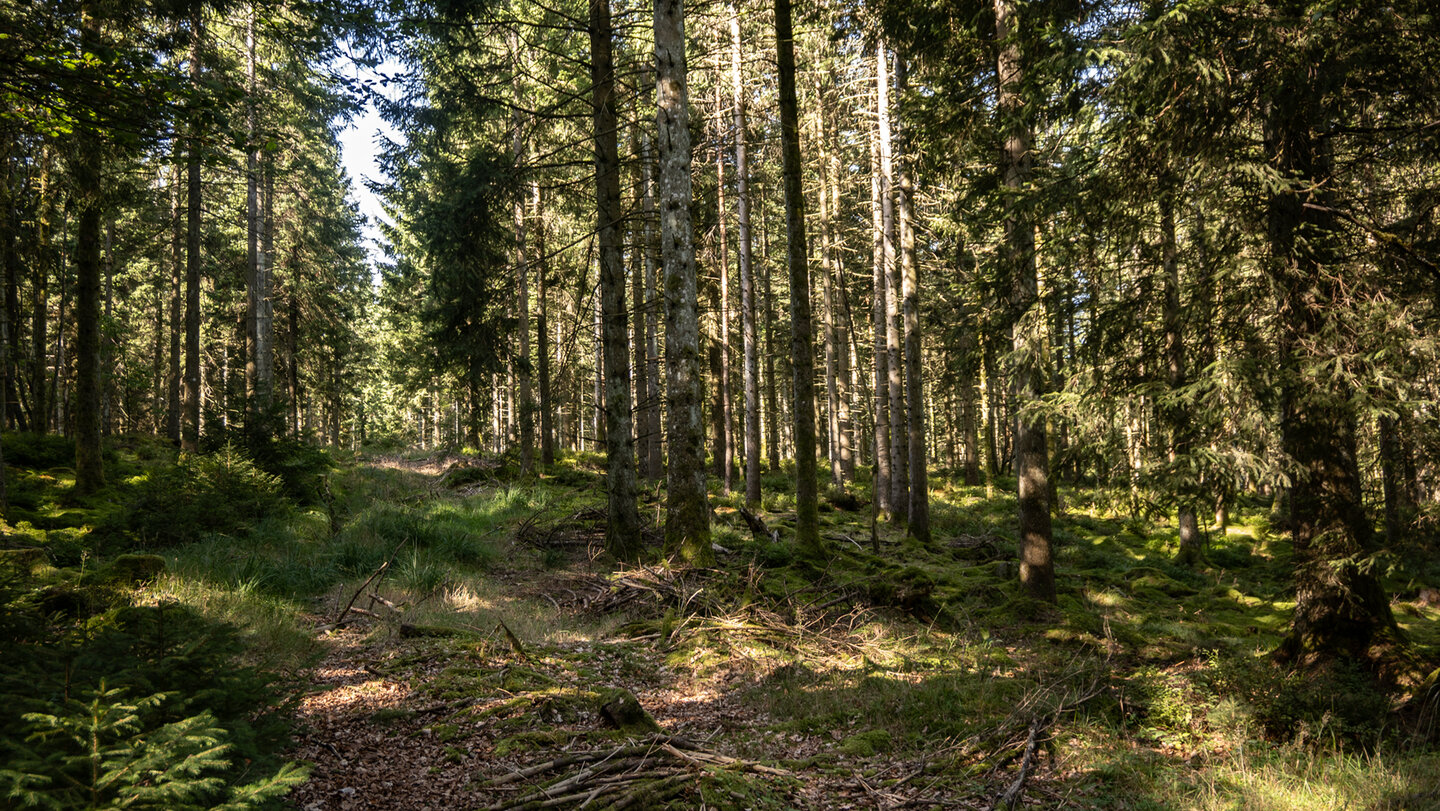 Tannenwald am Rundwanderweg