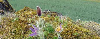 die seltene Gewöhnliche Kuhschelle auch Gewöhnliche Küchenschelle im Paradiestal