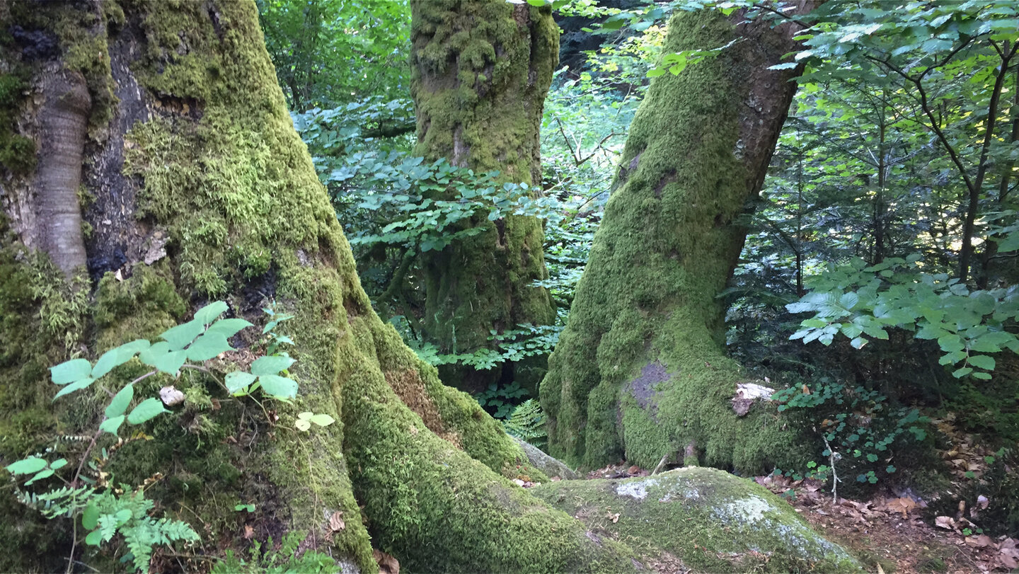 bemooste Bäume am Quellenlehrpfad im Albtal