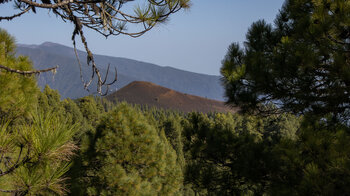 der rote Vulkankegel des Montaña Calero im Kiefernwald