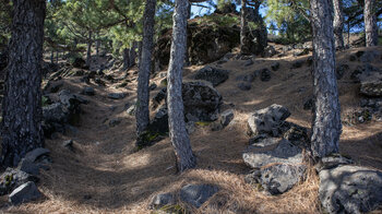 Pfad zwischen Felsen im Kanarischen Kiefernwald