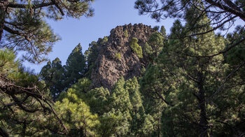 Ausblick auf die Felsformationen am Nambroque durch den Kiefernwald