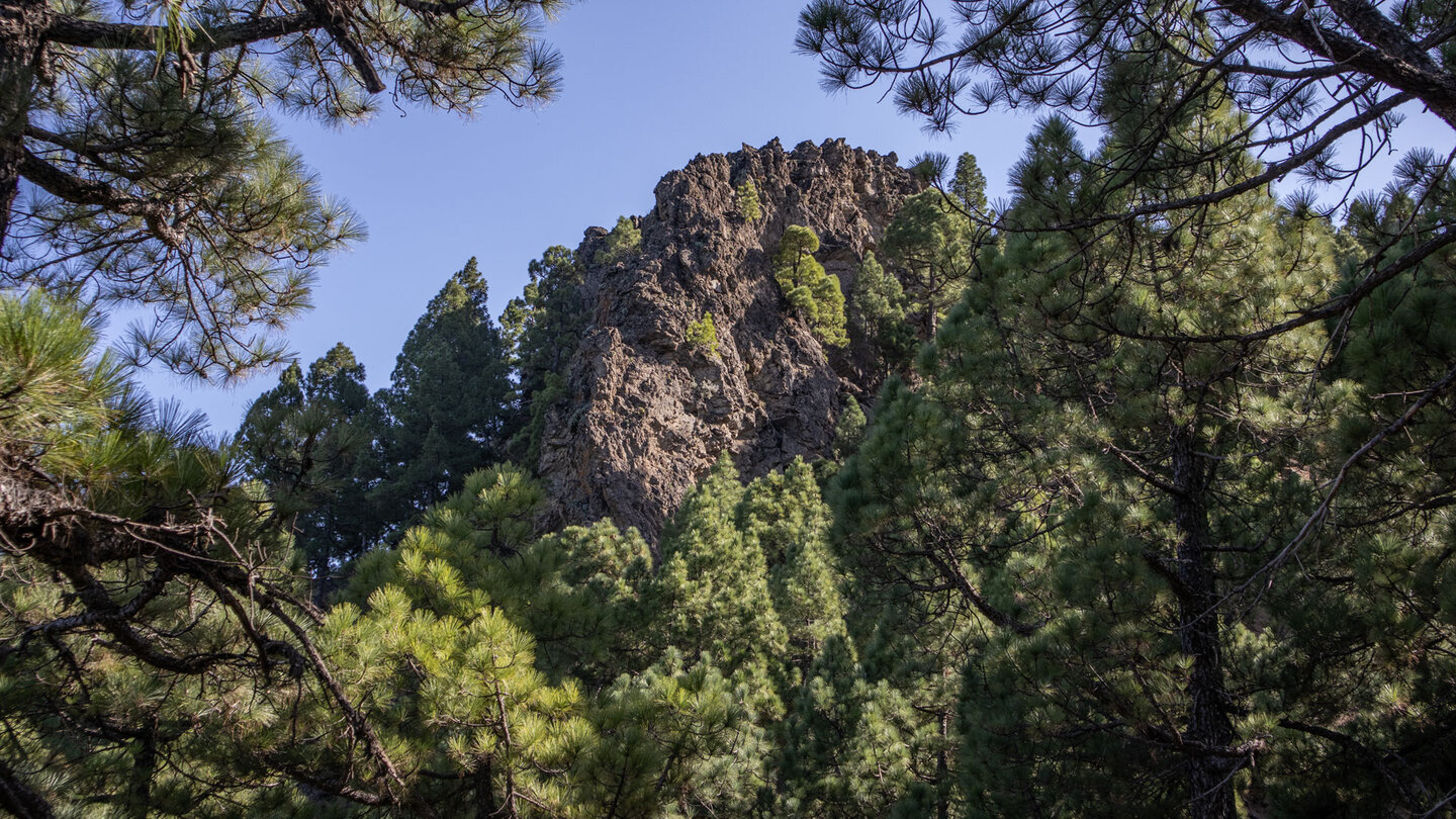 Ausblick auf die Felsformationen am Nambroque durch den Kiefernwald