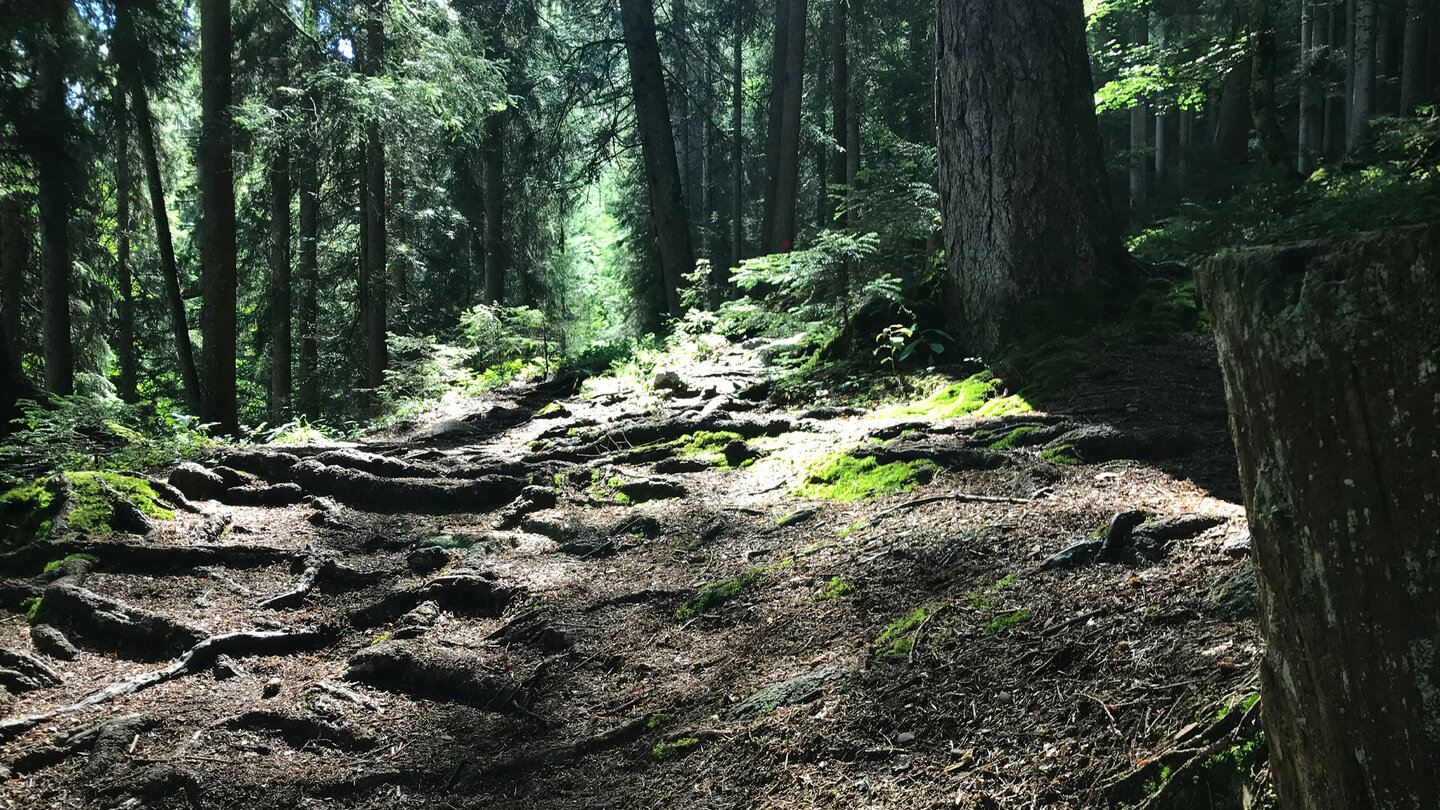 Wurzelweg durch den Wald