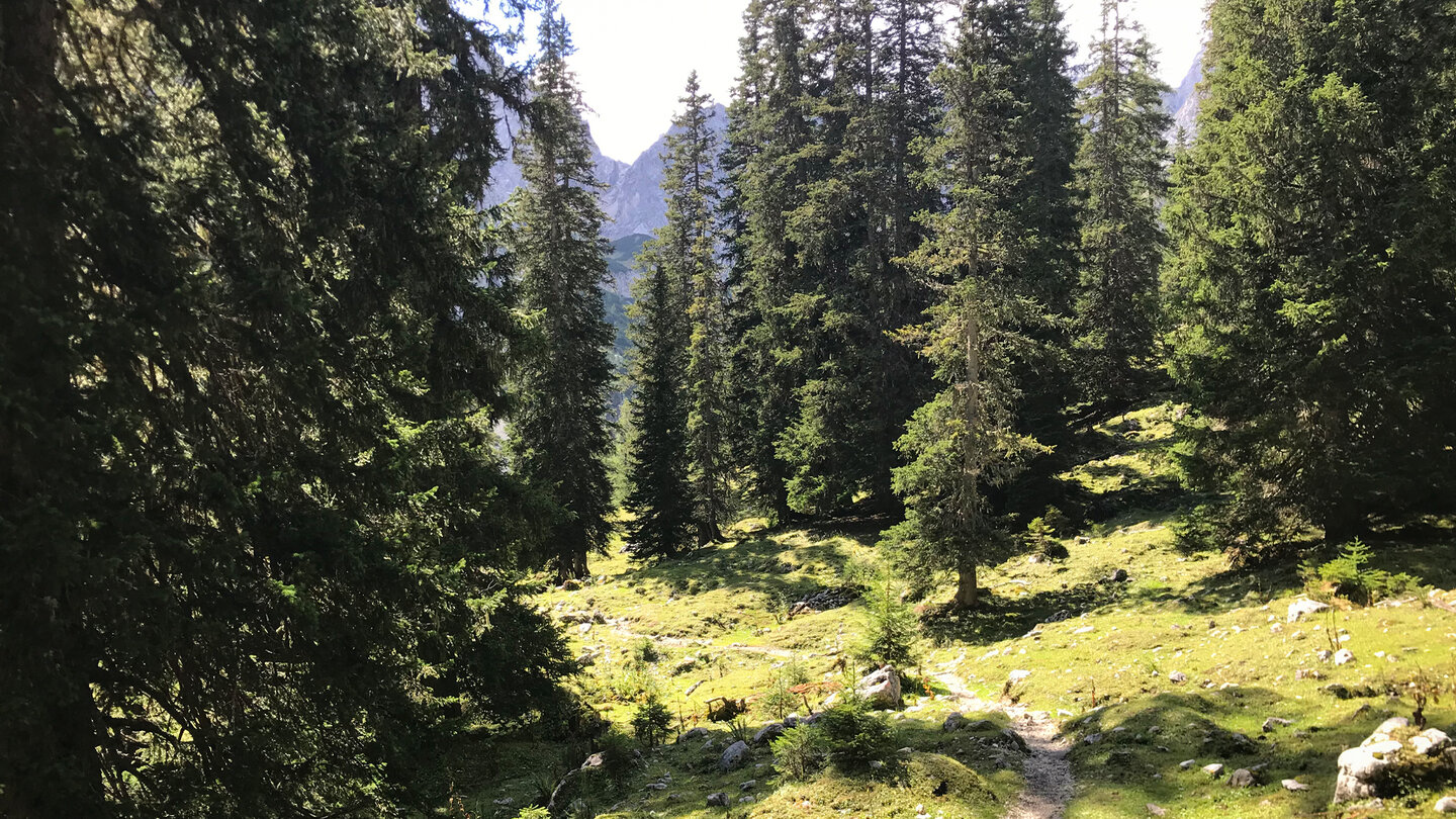 Bergpfad durch ein Waldgebiet