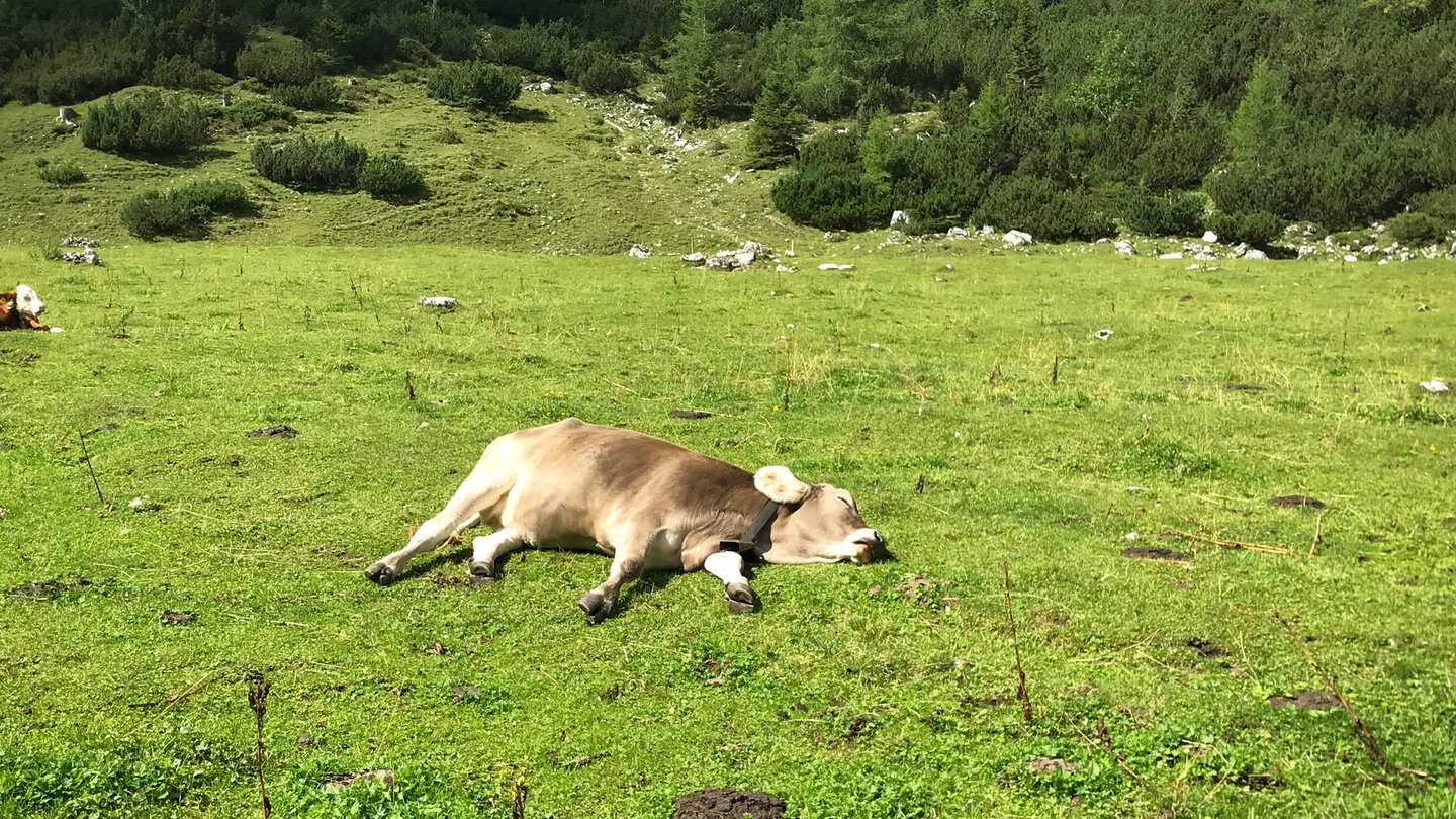 dösende Kuh auf der Weide