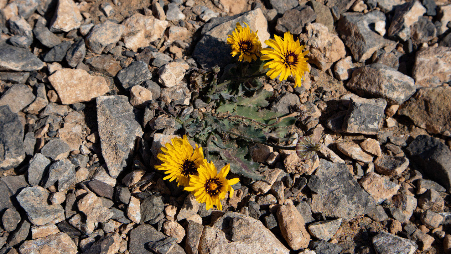 die gelben Blüten der Tanger-Reichardie in der sonst so kargen Landschaft