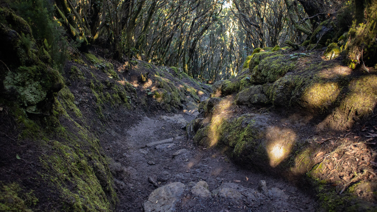 Wanderweg durch Baumheide-Buschwald