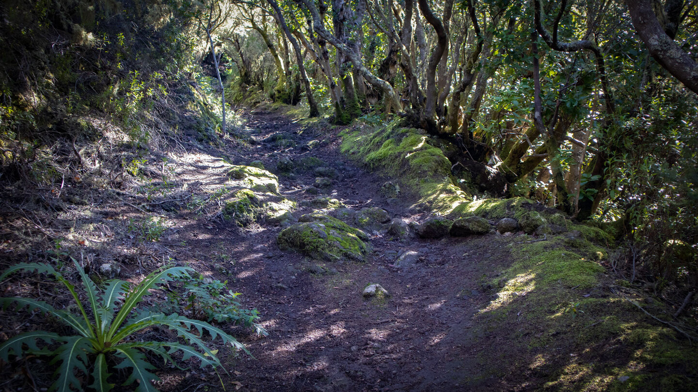 Wanderpfad in der Lorbeerwaldzone