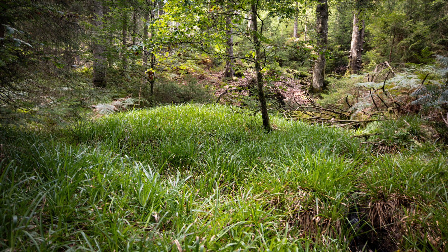 Natur- und Waldschutzgebiet Kaltenbronn