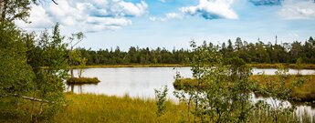 Wildsee im Hochmoor bei Kaltenbronn