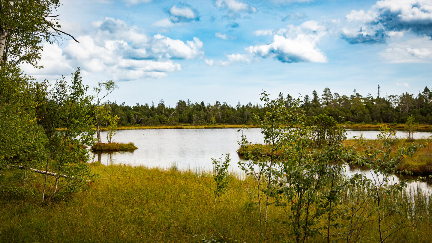Wildsee im Hochmoor bei Kaltenbronn