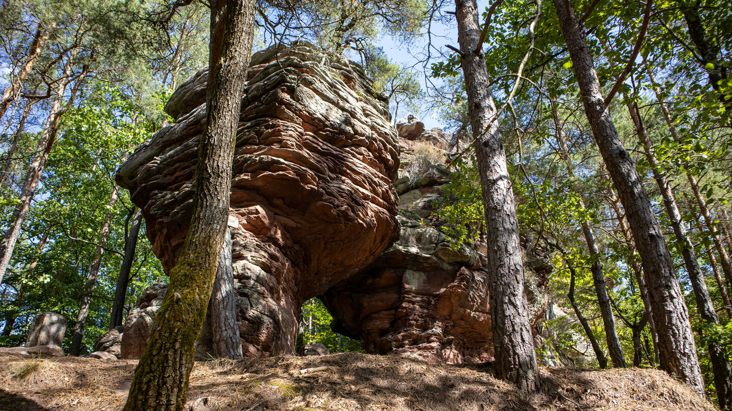 Blick von unten auf das Felsentor am Nedigfelsen mit wulstig verwitterten, rötlichen Buntsandsteinschichten und hohen Kiefern ringsum