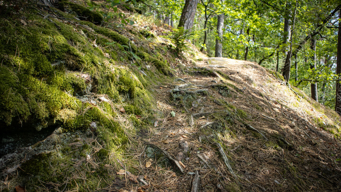 Schmaler Wanderpfad mit freiliegenden Wurzeln und Kiefernnadeln, links ein dicht bemooster Hang, rechts lichter Laubwald bei Hauenstein