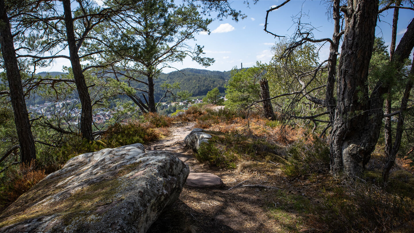 Schmaler Pfad über das Buntsandsteinriff am Nedigfelsen zwischen Kiefern und Heidekraut, unten im Tal die Häuser von Hauenstein