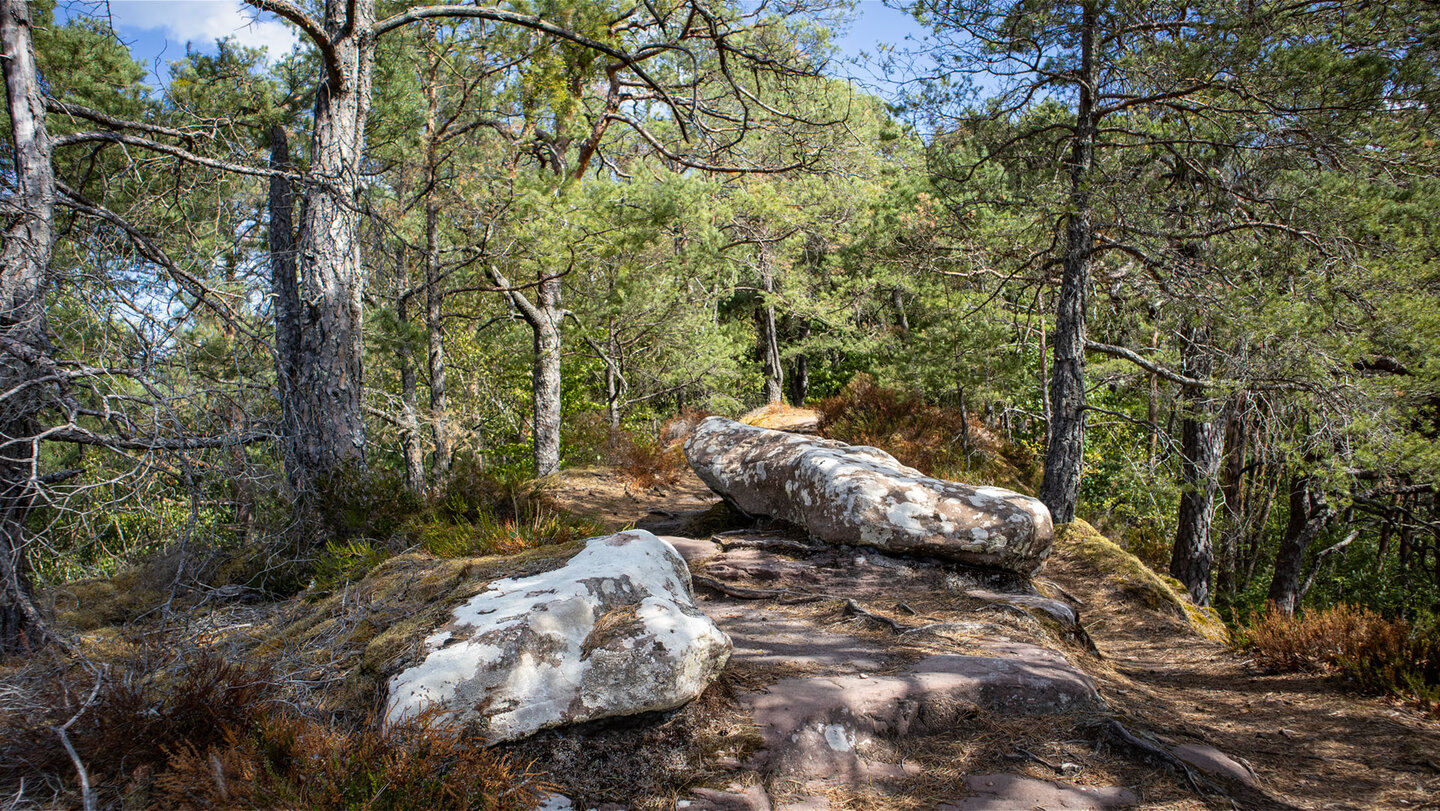 Langgestreckter Sandsteinblock am Hauensteiner Schusterpfad, umgeben von Heidekraut und knorrigen Kiefern unter blauem Himmel