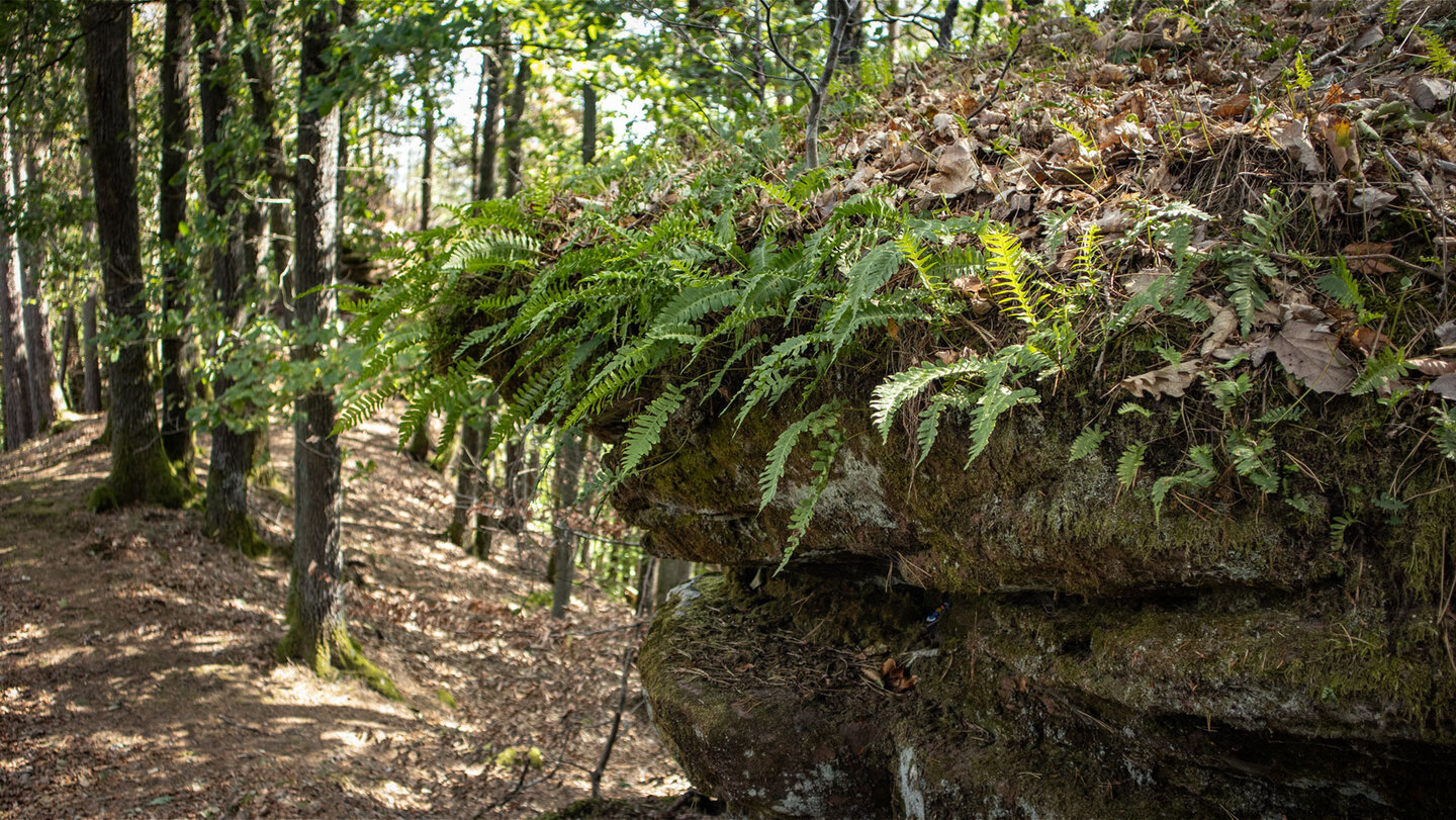 Überhängende Buntsandsteinplatte mit dichtem Farnbewuchs und Moospolstern, links ein sonniger Waldweg zwischen Laubbäumen am Nedig