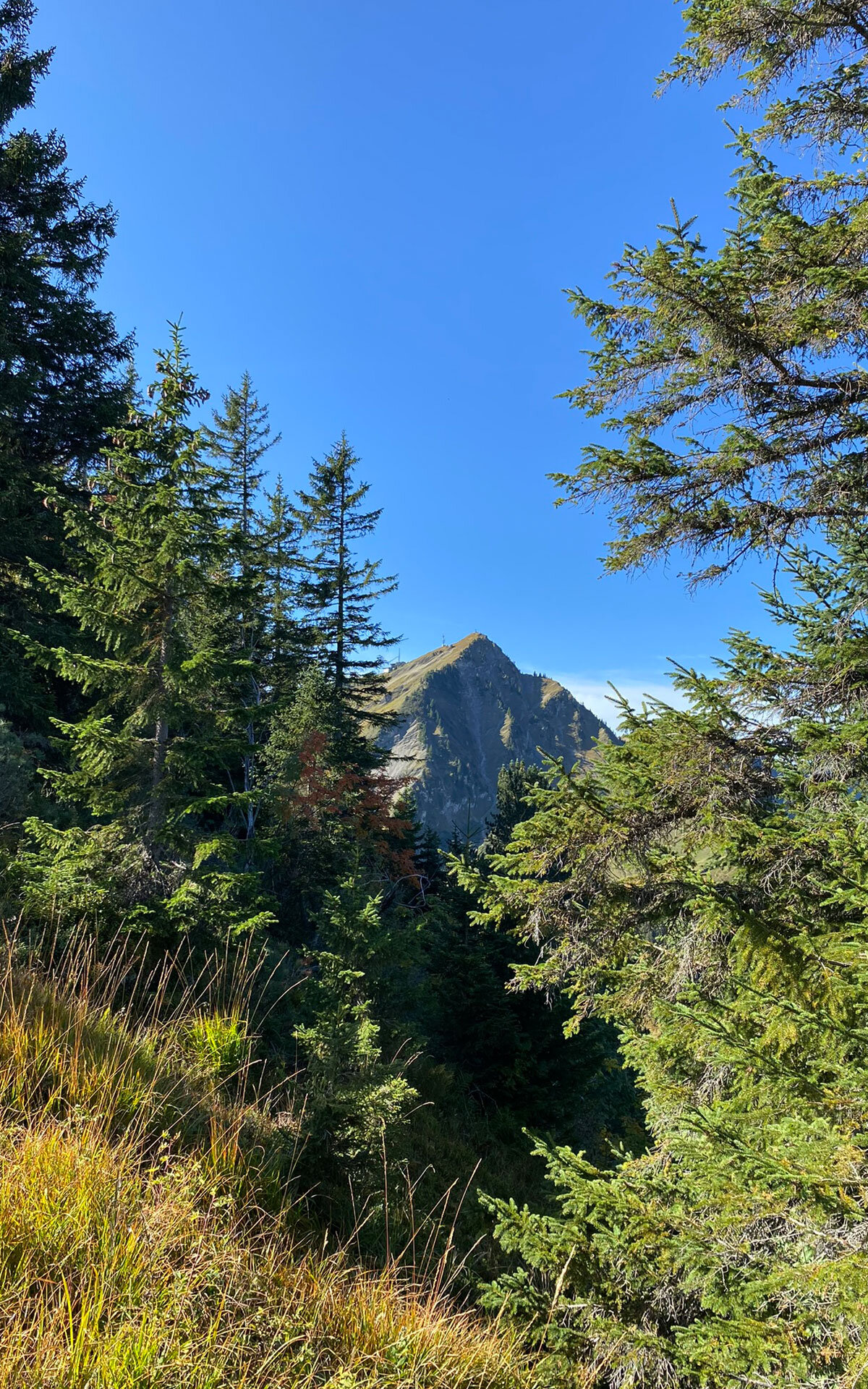 zwischen Baumwipfeln erscheint das Walmendinger Horn Blick zwischen Baumwipfeln zum Walmendinger Horn