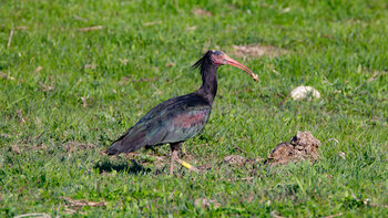 der Waldrapp auf den Wiesen bei Barbate