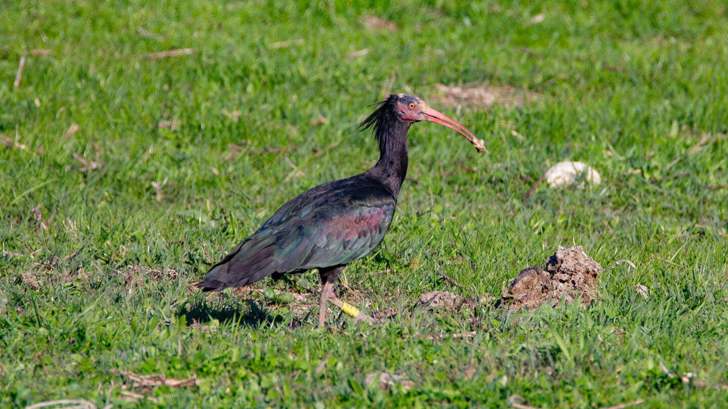 der Waldrapp auf den Wiesen bei Barbate
