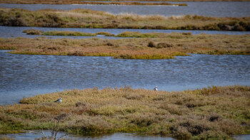 Lagunenlandschaft der Marismas de Barbate
