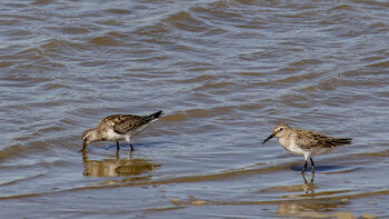 Sichelstrandläufer (Calidris ferruginea)