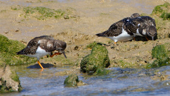 Steinwälzer (Arenaria interpres) am Río Barbate