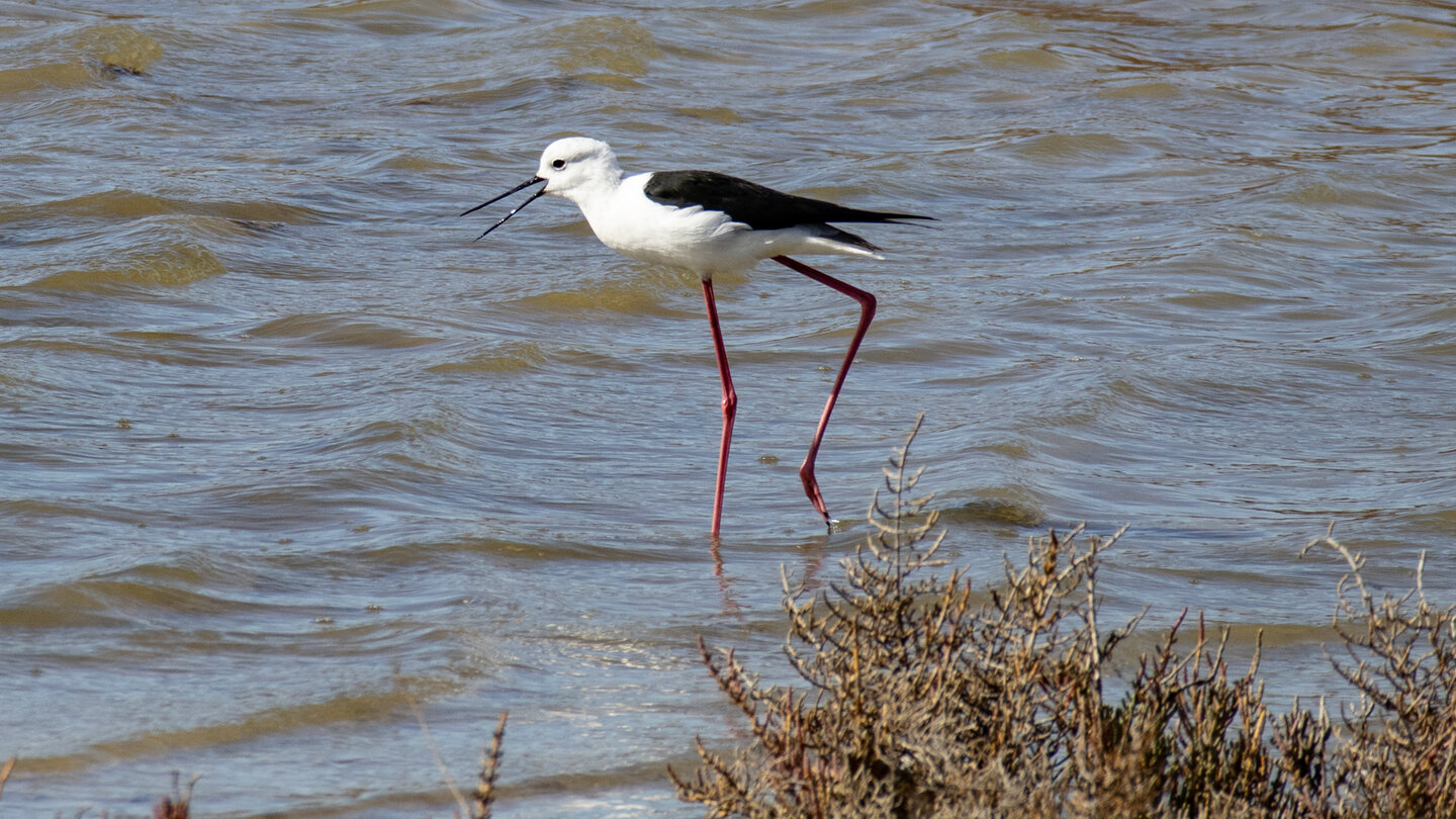 Stelzenläufer (Himantopus himantopus)