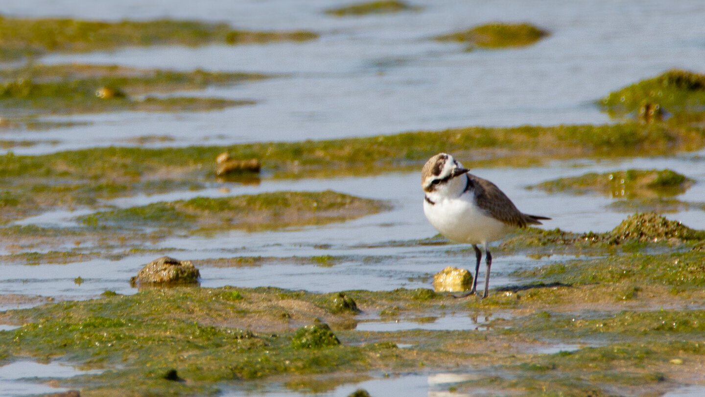 Seeregenpfeifer (Anarhynchus alexandrinus)