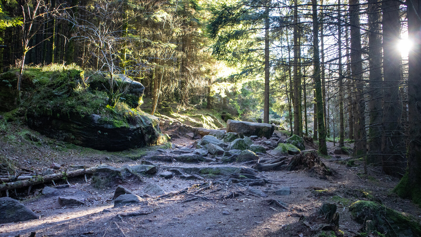 Wanderung durch den Wald zum Donon