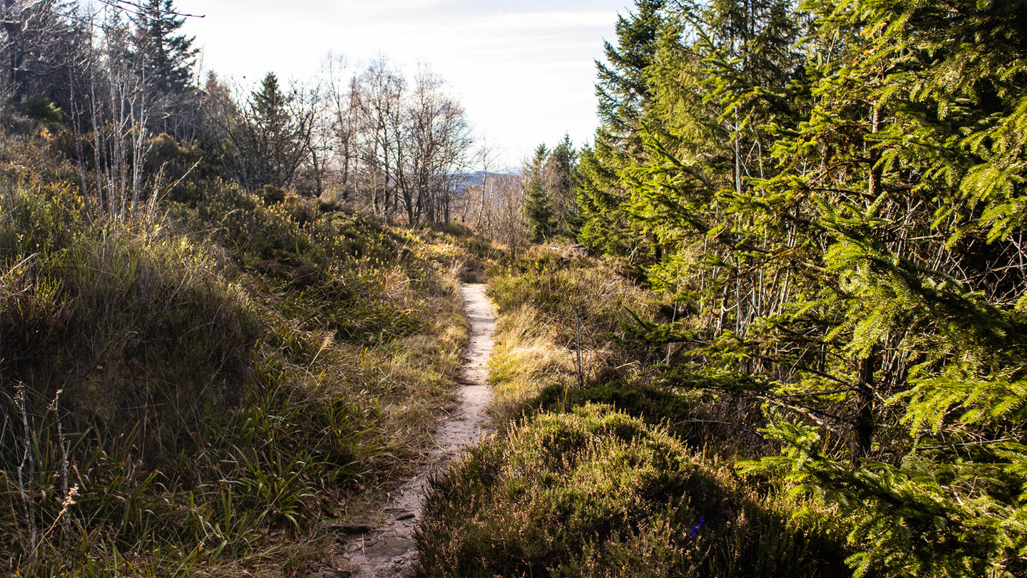Sentier de Découverte: Wanderpfad am Donon