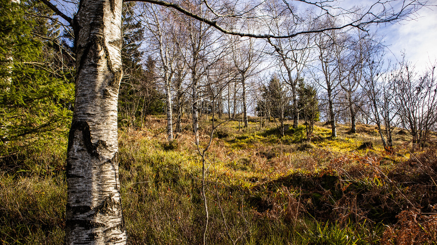 Birken säumen den Rundweg am Gipfel des Donon
