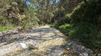 der Bachlauf des Río Higuerón