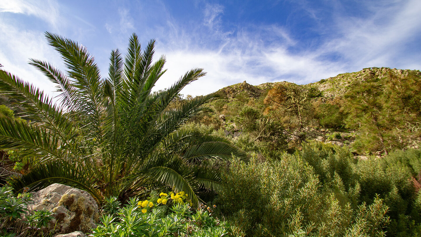 botanische Enklave im Barranco de Elvira Sánchez botanische Enklave im Barranco de Elvira Sánchez